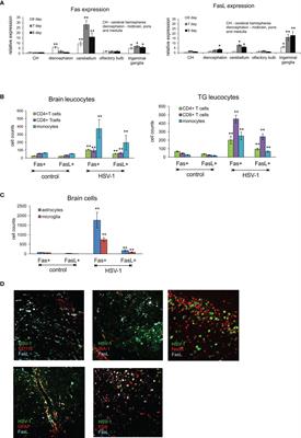 Fas/FasL Contributes to HSV-1 Brain Infection and Neuroinflammation